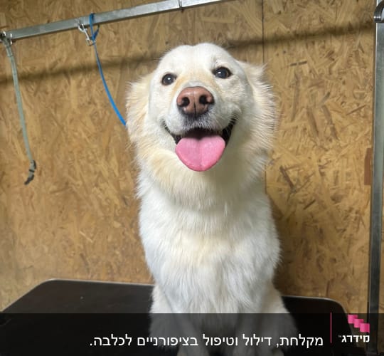 כלב יושב על שולחן טיפוח עם רצועות